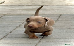Miniature Dachshund dogs for sale: Beautiful litter of miniature dachshund puppies  - Image 23