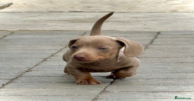Miniature Dachshund dogs - Advert 14