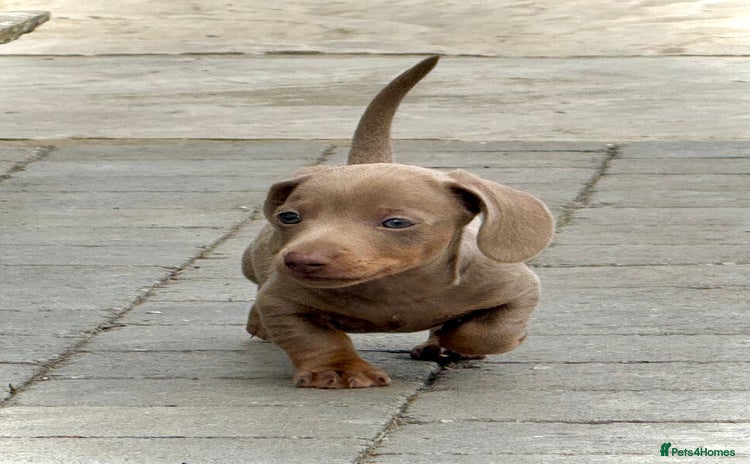 Miniature Dachshund dogs - Advert 14