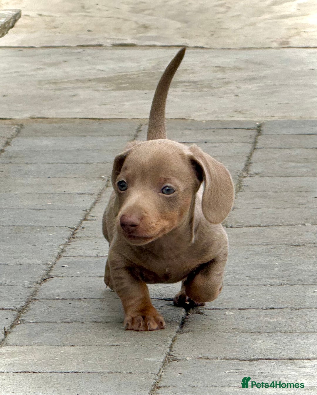 Miniature Dachshund dogs for sale: Beautiful litter of miniature dachshund puppies  - Image 23