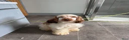 Cocker Spaniel dogs for sale: Beautiful 8 month old boy needs a new home  - Advert 1