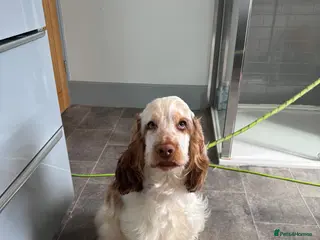 Cocker Spaniel dogs Beautiful 8 month old boy needs a new home - Advert 13