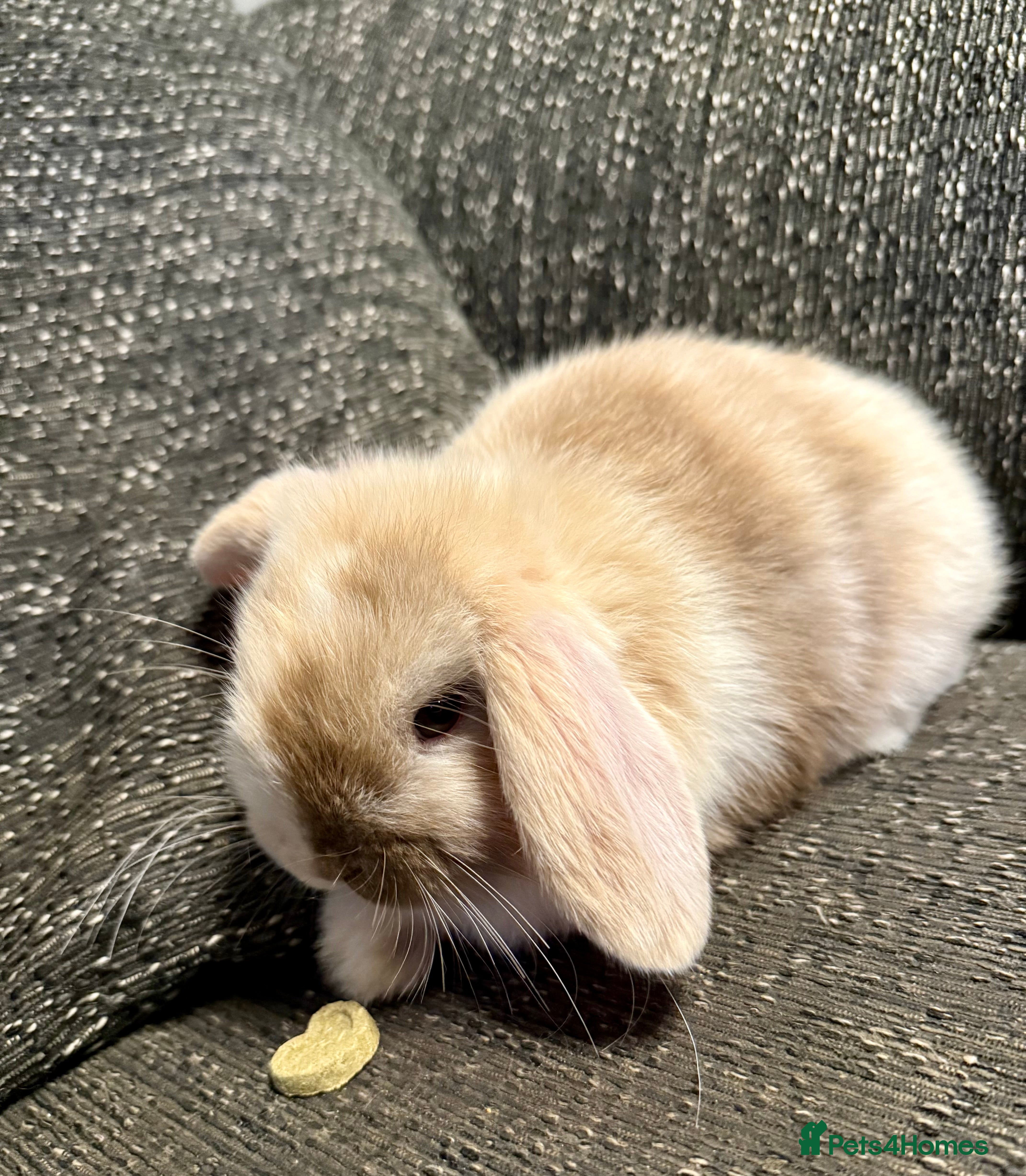 Mini Lop rabbits Mini lop rabbits  - Advert 1