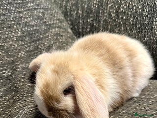 Mini Lop rabbits Mini lop rabbits - Advert 1