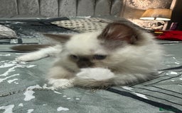 Ragdoll cats for sale: 1 beautiful blue eyed fluffy ragdoll left  - Image 8