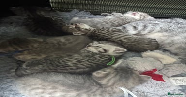 Scottish Fold cats - Advert 4