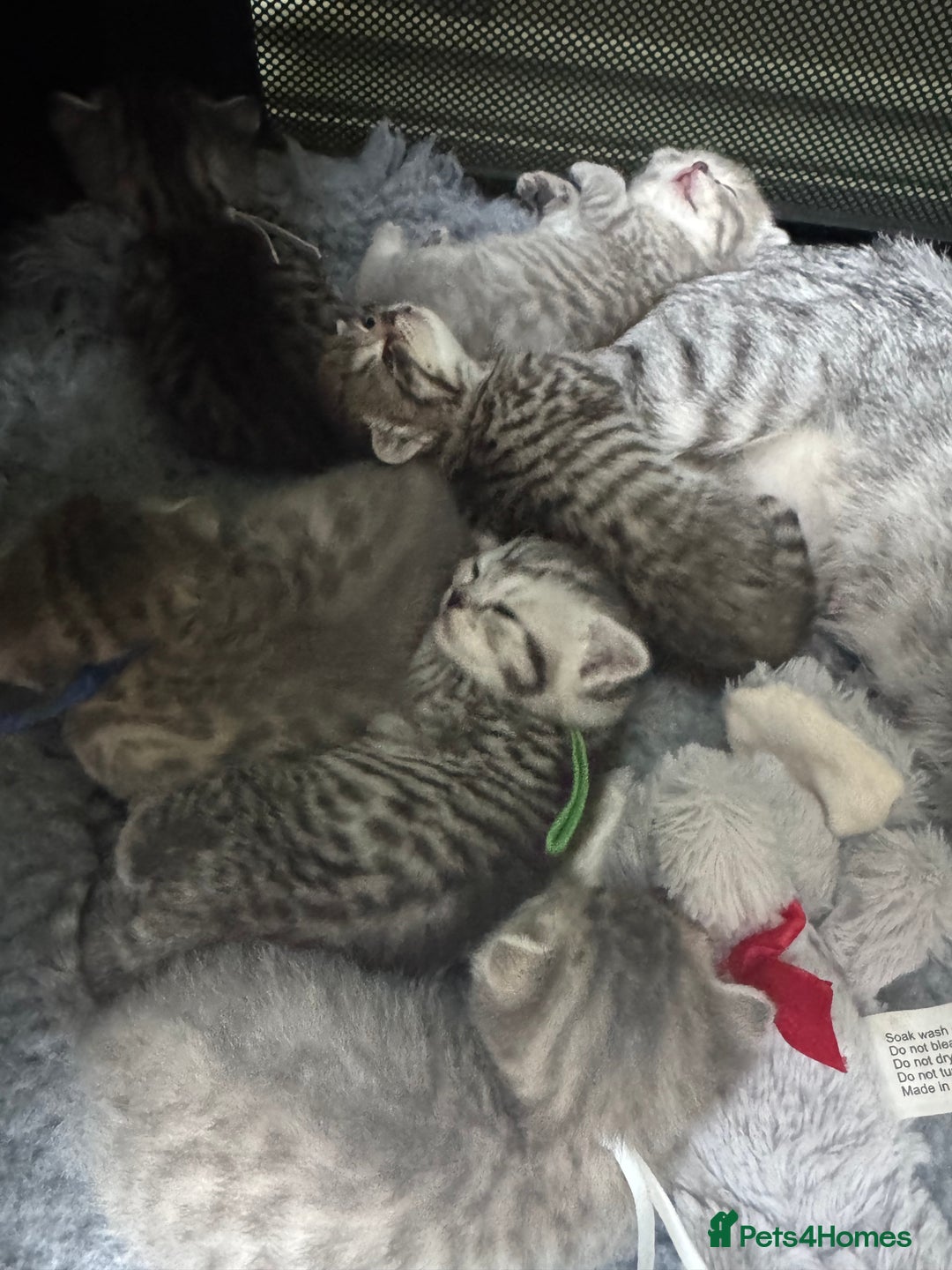 Scottish Fold cats for sale: Scottish fold/ Scottish striaght BSH kittens  - Image 3