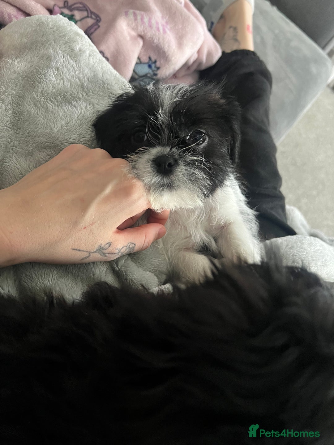 Zuchon dogs for sale: Shihzu x Bichion x Westie - Advert 4