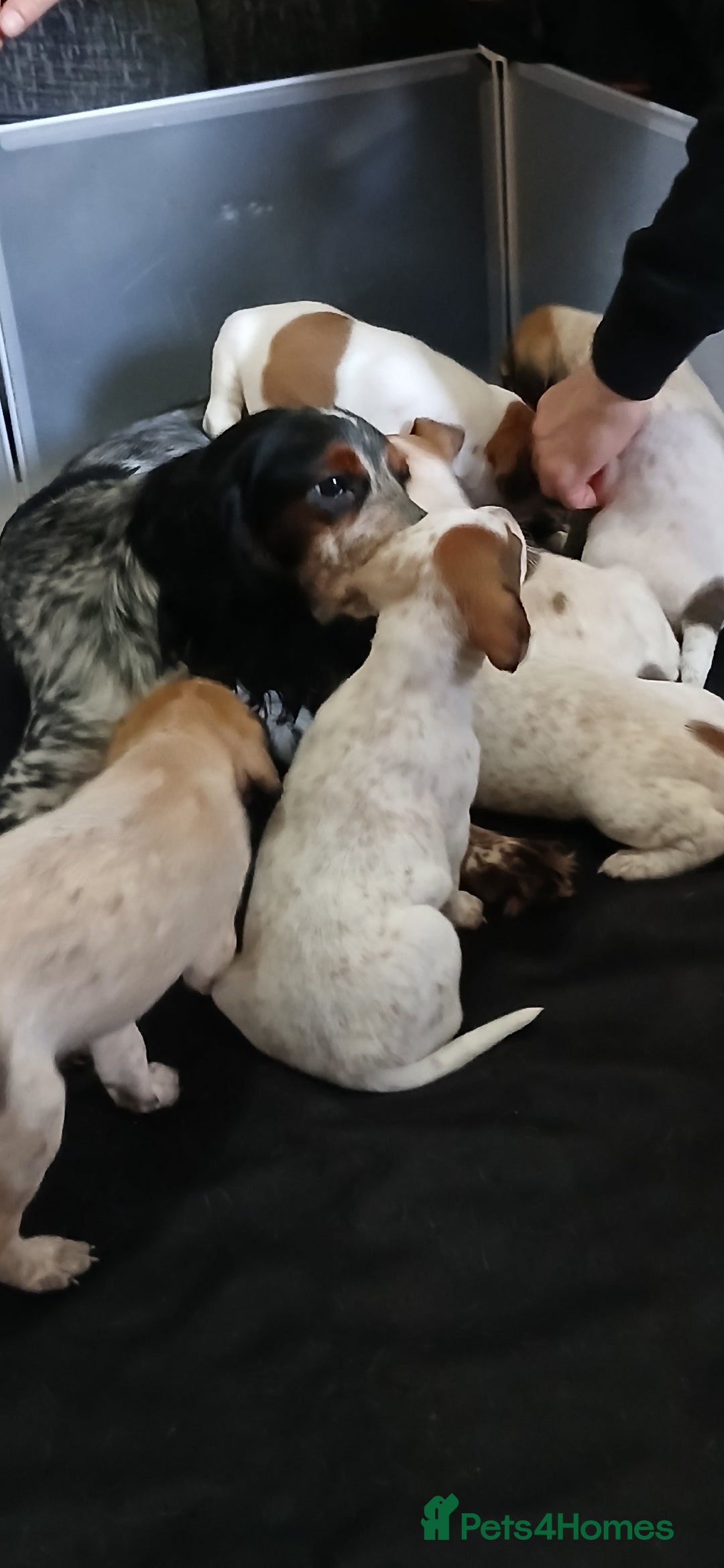 Mixed Breed dogs for sale: Beautiful puppies  - Image 21