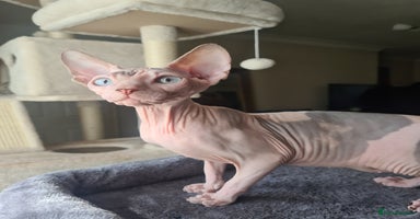 Sphynx cats - Advert 7