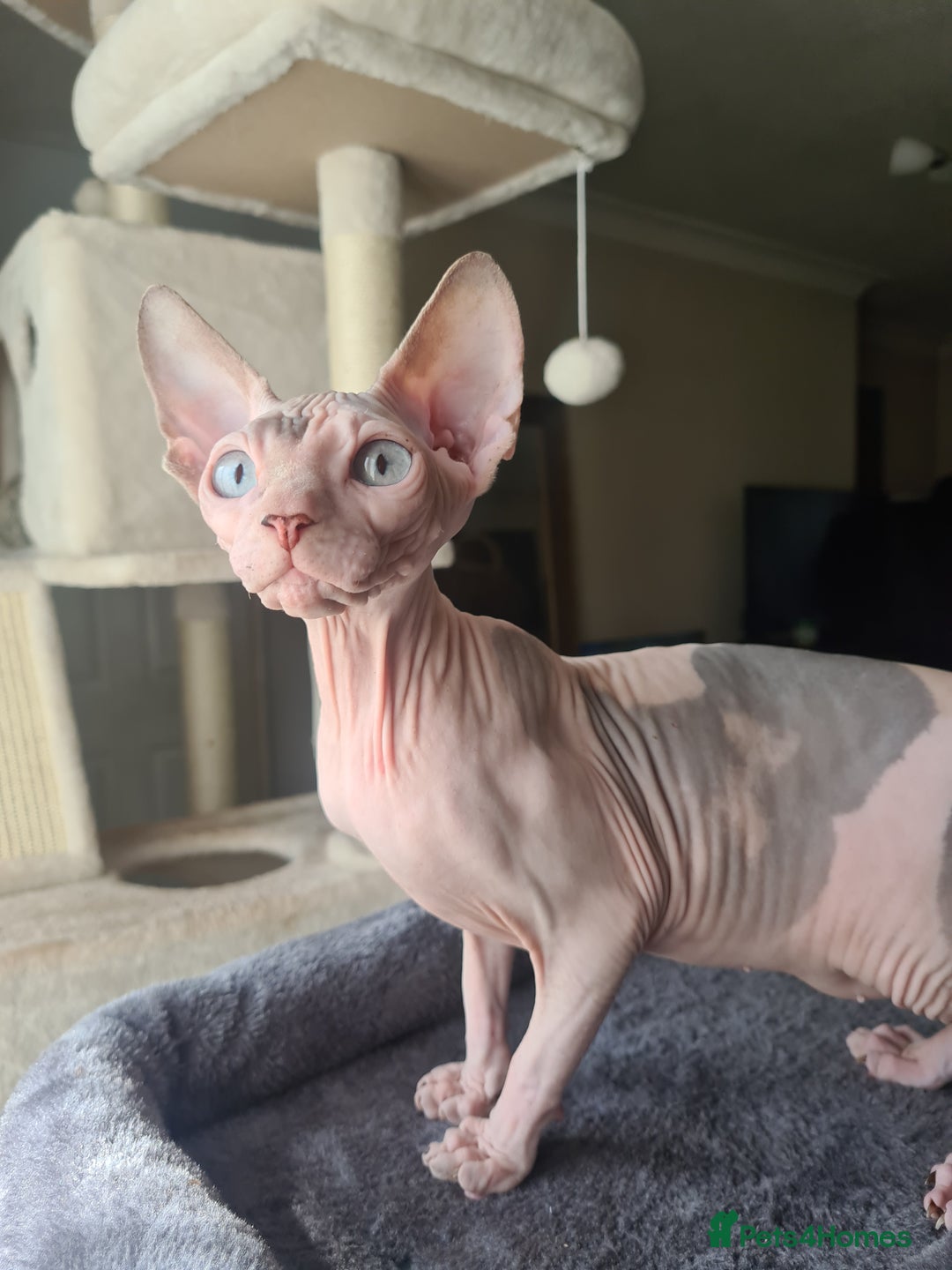 Sphynx cats for sale: Sphynx Kittens - Image 3