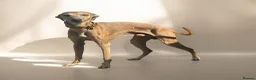 Italian Greyhound dogs for stud: Italian greyhound for stud  - Advert 3