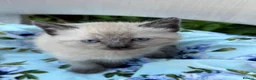 Mixed Breed cats for sale: Beautiful Siberian Mix Kittens  - Advert 9