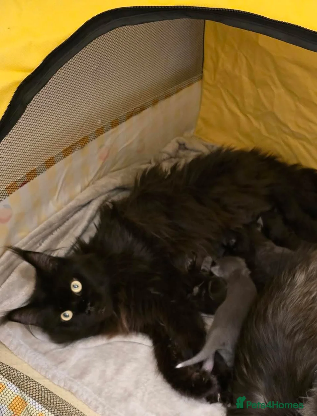 Ragcoon cats for sale: 🤍 RAGDOLL X MC KITTENS | HEALTH-TESTED PARENTS - Advert 3