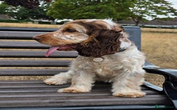 Cocker Spaniel dogs for sale: Wanted a special home for my special girl - Image 4