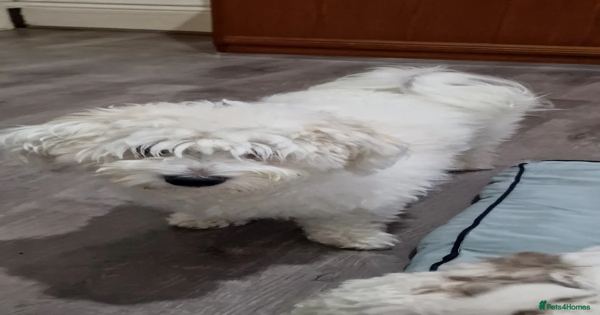 Beautiful Bichon Frise Puppies for sale in Birmingham | Pets4Homes