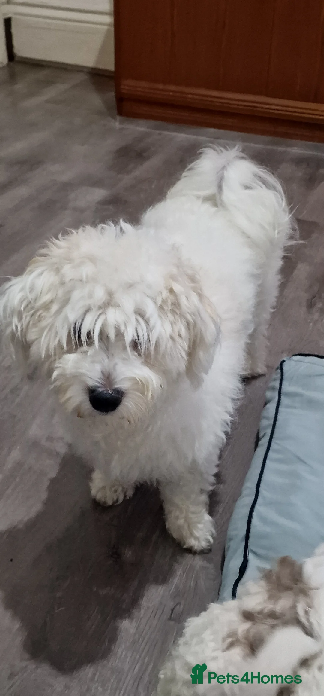 Bichon Frise dogs for sale: Beautiful Bichon Frise Puppies in Birmingham - Advert 1