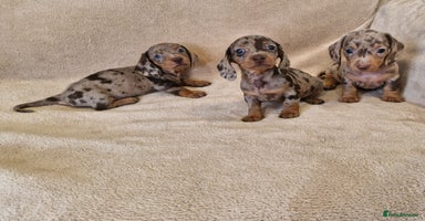 Dachshund dogs - Advert 1