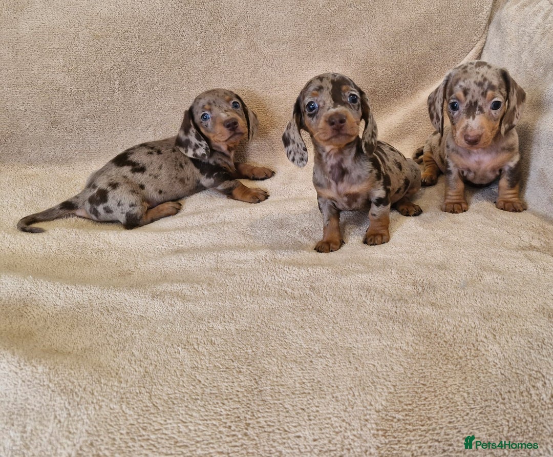 Dachshund dogs for sale: Adorable Dachshunds - Image 3