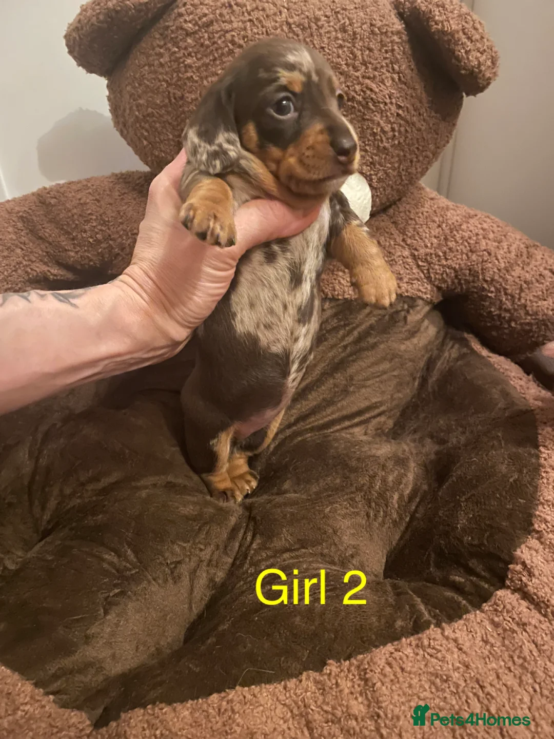 Miniature Dachshund dogs for sale: Miniature dapple piebald puppies - Advert 20