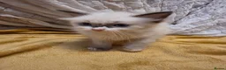 Ragdoll cats for sale: 🩵 6 Beautiful pure ragdolls 🩷 - Advert 10