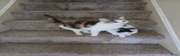 Mixed Breed cats for sale: Female torty - Advert 2