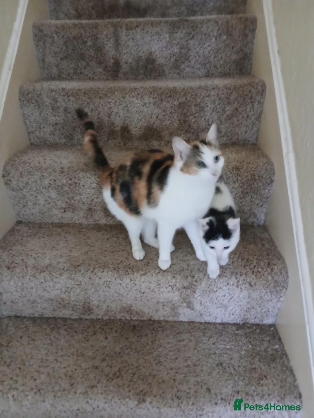 Mixed Breed cats for sale: Female torty - Advert 2