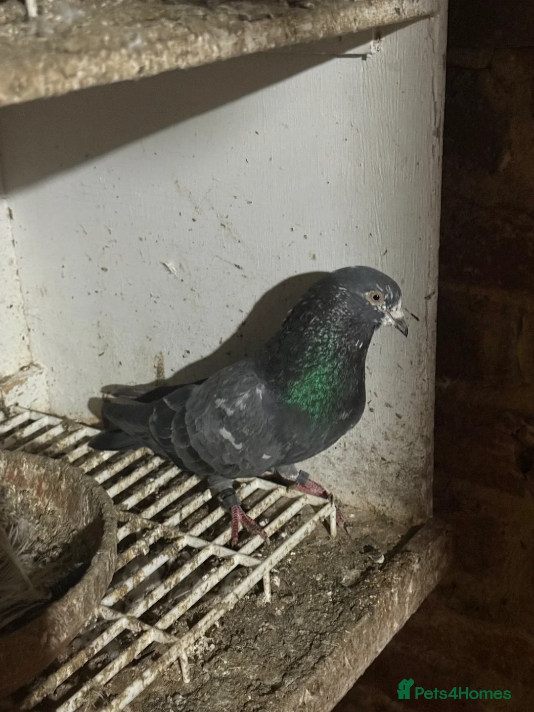 Pigeons birds for sale: Pakistani pigeons for sale  - Advert 2