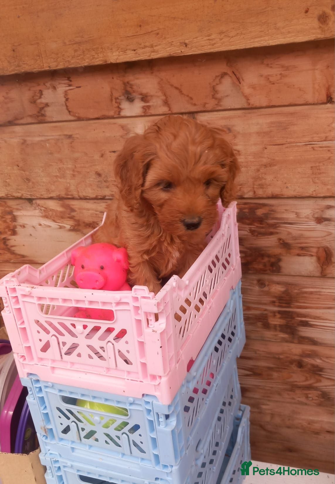 Cavapoo dogs 2 LEFT!! 4 Weeks free insurance  - Advert 2