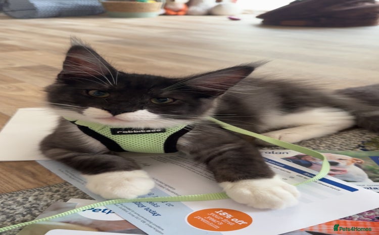 Maine Coon cats - Advert 11