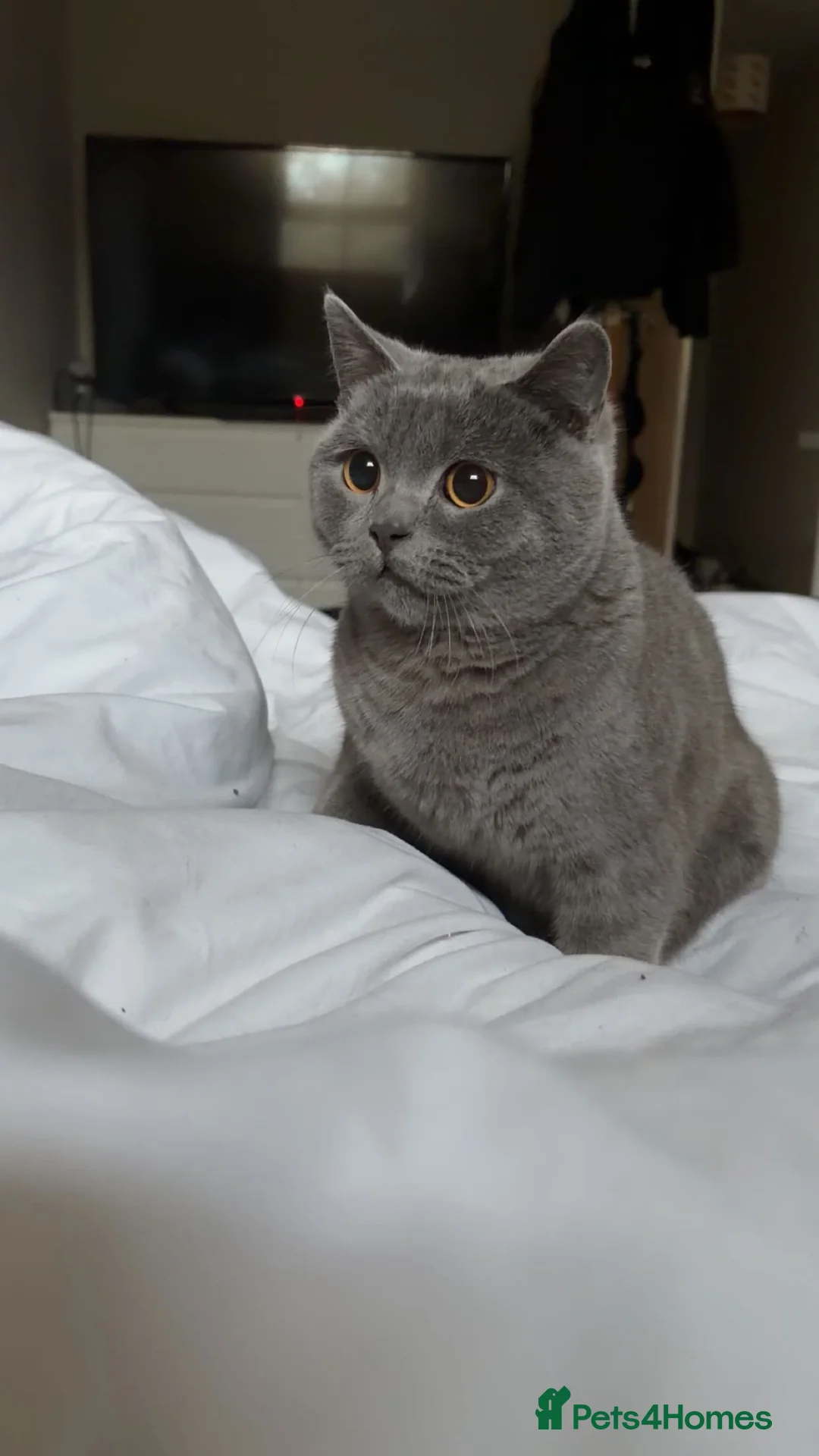 British Shorthair cats for sale: Ash is a British ShortHair - Advert 3