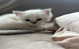 Ragdoll cats for sale: Ragdoll kittens for sale  - Image 2