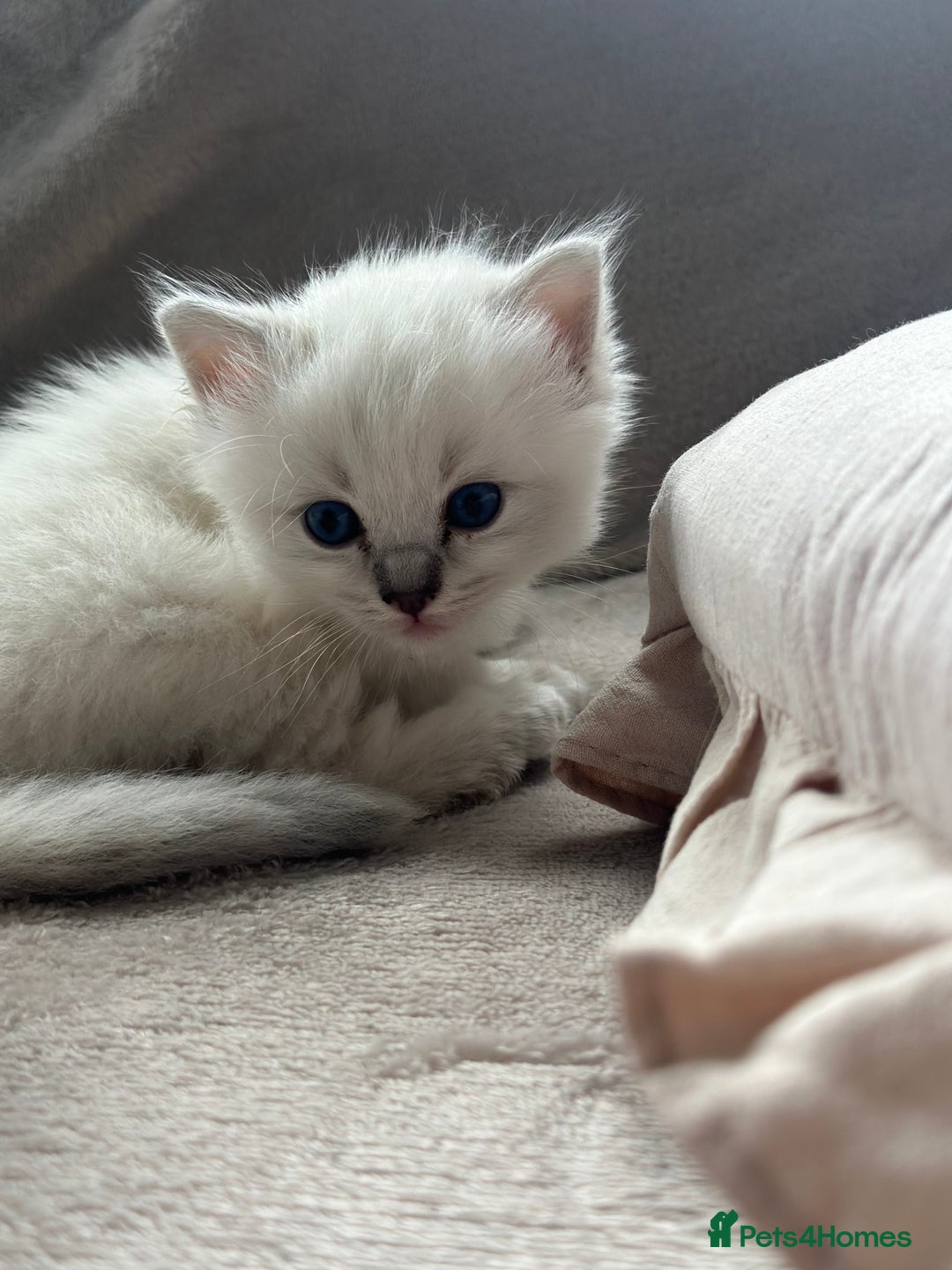Ragdoll cats for sale: Ragdoll kittens for sale  - Image 2
