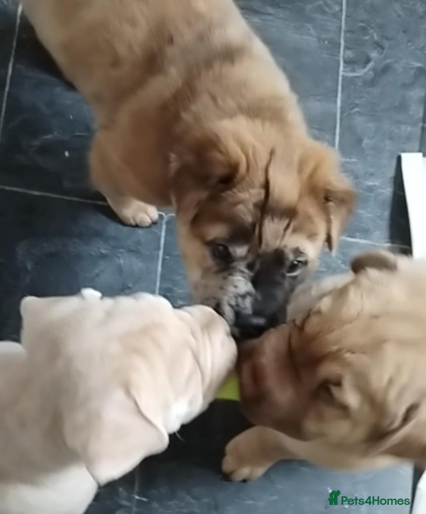 Mixed Breed dogs French bulldog sharpei x pups - Advert 5