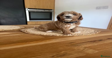 Cockapoo dogs - Advert 7