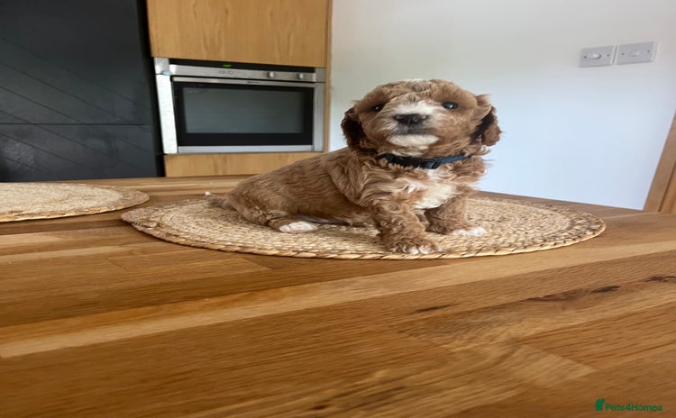 Cockapoo dogs - Advert 13