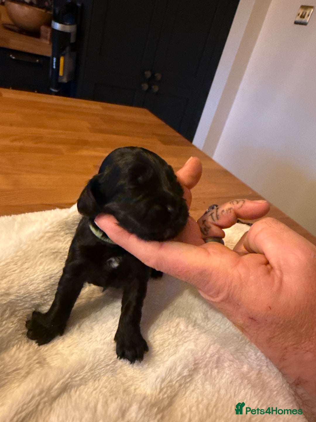 Cockapoo dogs for sale: Beautiful f2 cockapoos puppies 5 girls 3 boys  - Advert 12