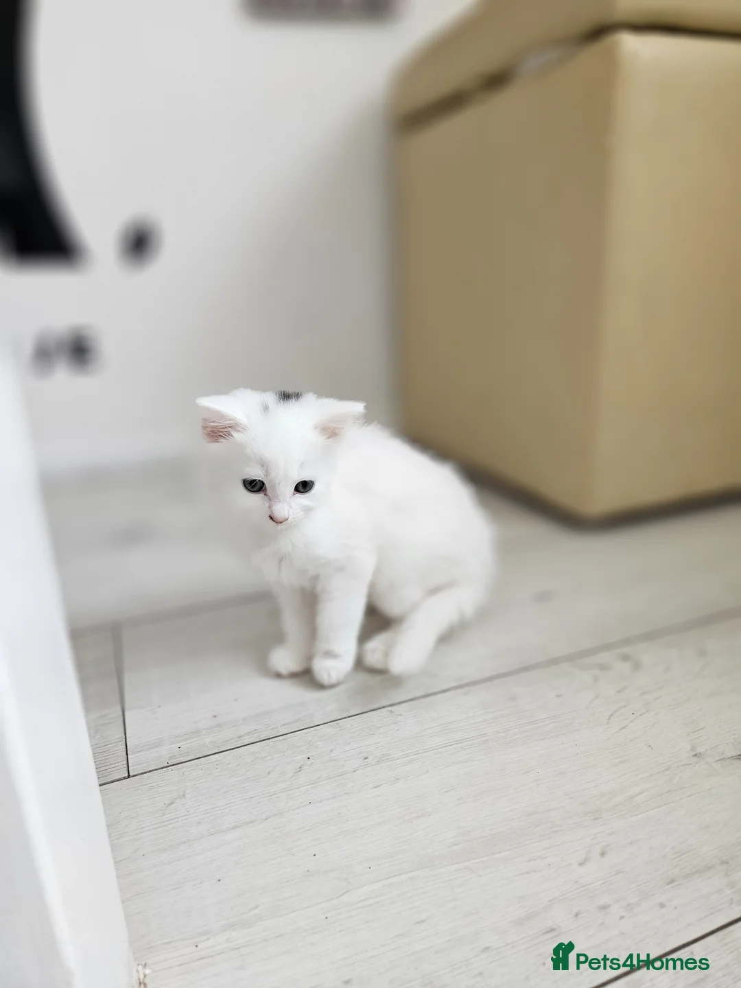 Turkish Angora cats for sale: Turkish Angora kitten  - Advert 2