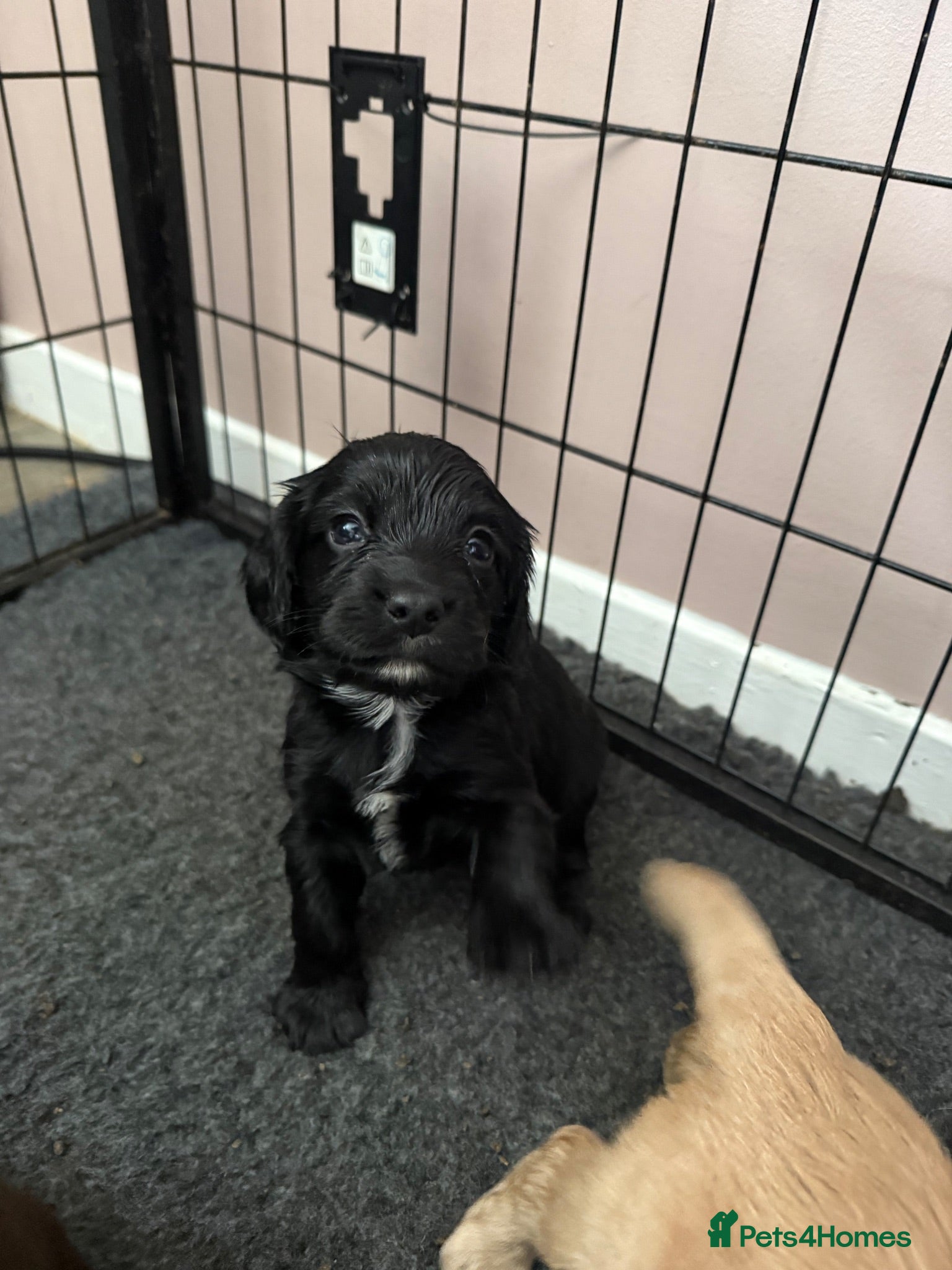 Cocker Spaniel dogs Cocker spaniels  - Advert 2