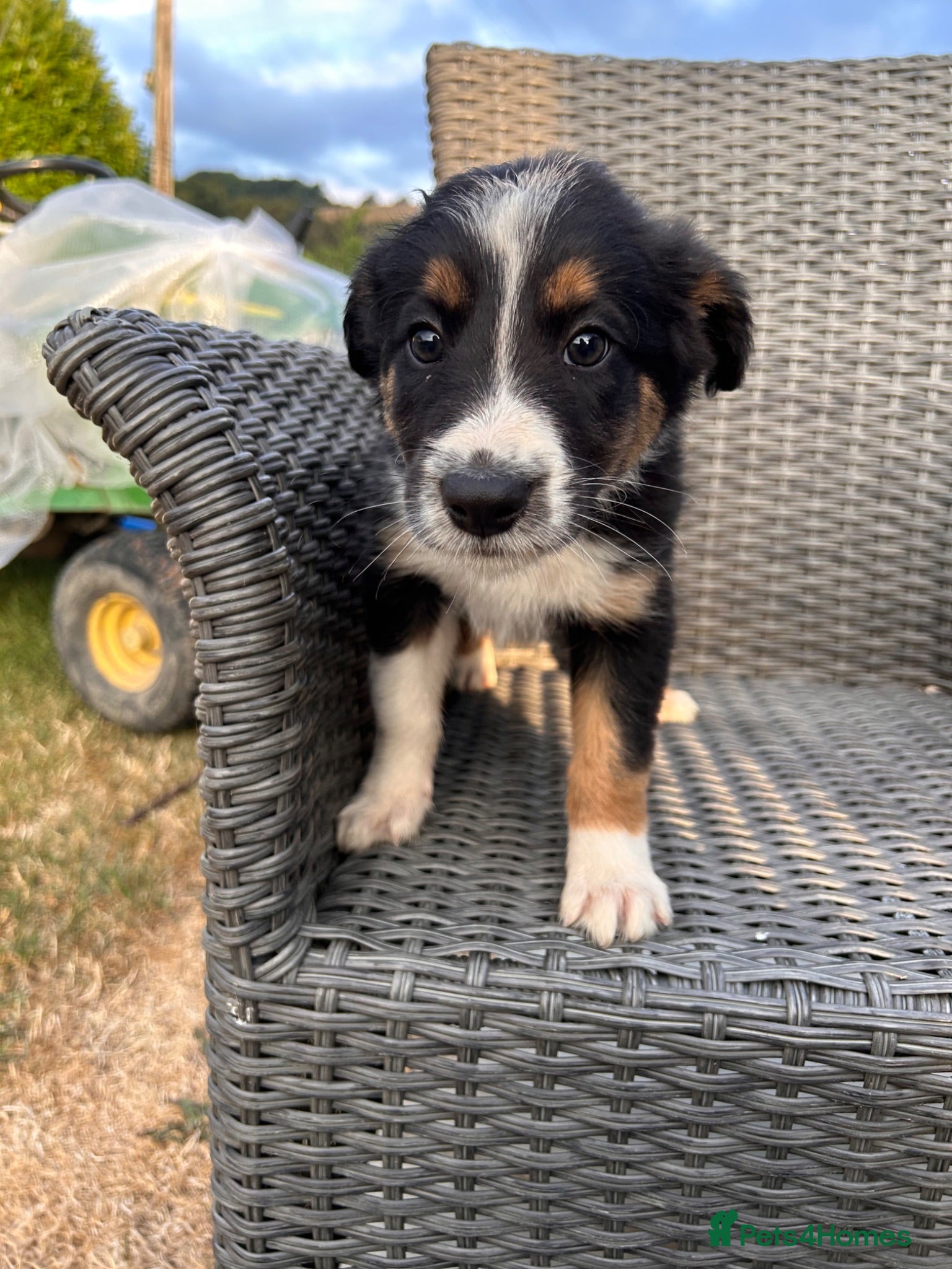 Border Collie dogs Border collie pups for sale - Advert 12