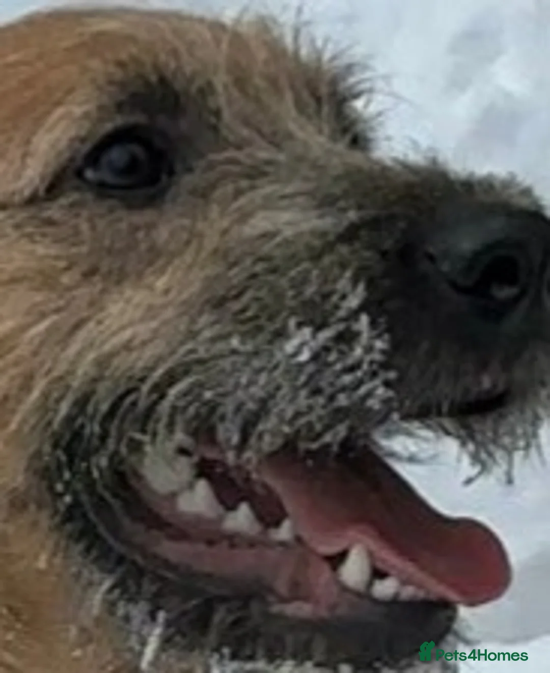 Mixed Breed dogs for adoption: 💙NIKE💙7 month old boy who lives with 17 cats🐱😍 - Advert 11