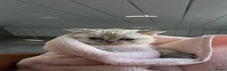Mixed Breed cats for sale: Female millie in Billericay - Advert 11