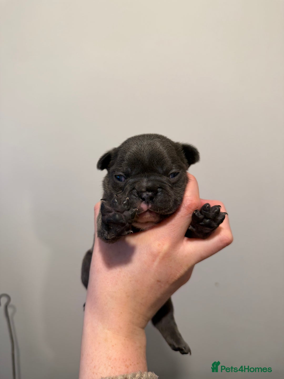 French Bulldog dogs for sale: French bulldog puppies - Advert 3