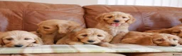 Goldendoodle dogs for sale: Quality Health Tested Miniature Goldendoodles - Advert 5