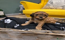 Cavapoo dogs for sale: cavapoo puppies - Image 5