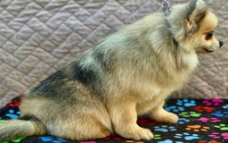 Pomeranian dogs for adoption: Teddy’s Story: The Little Heart - Image 3
