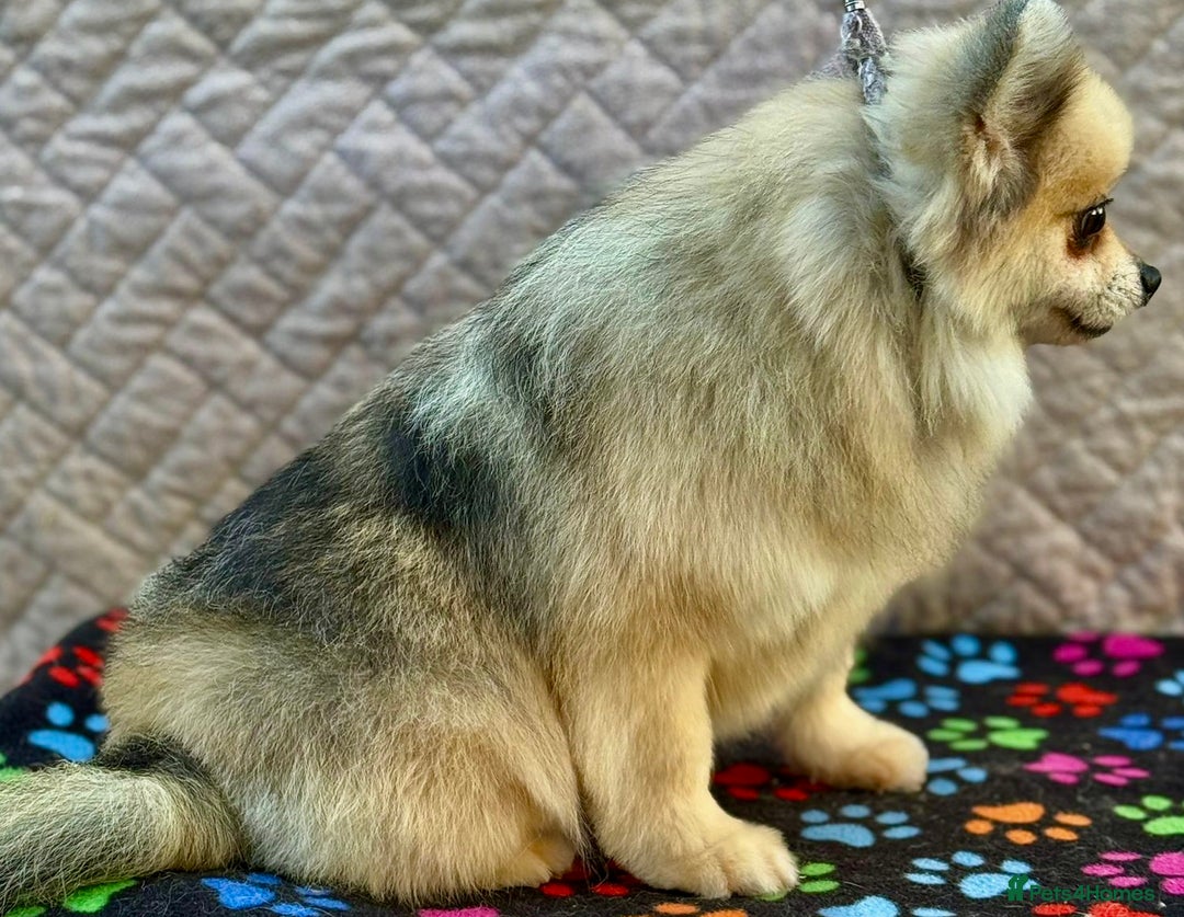 Pomeranian dogs for adoption: Teddy’s Story: The Little Heart - Image 3