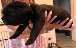 Cane Corso dogs for sale: CANE CORSO PUPS - Image 10