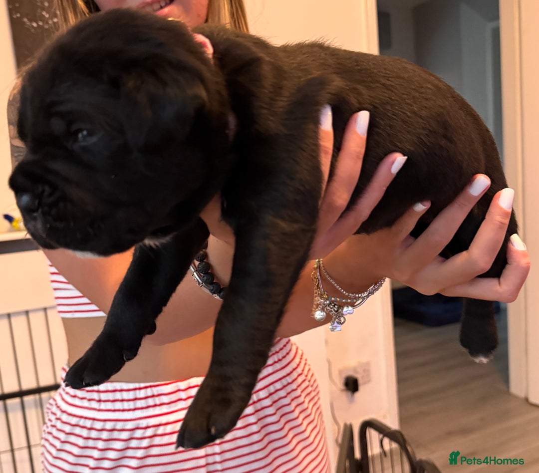 Cane Corso dogs for sale: CANE CORSO PUPS - Image 10
