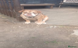 Mixed Breed dogs for sale: Stunnung Male English bulldogs - Image 6